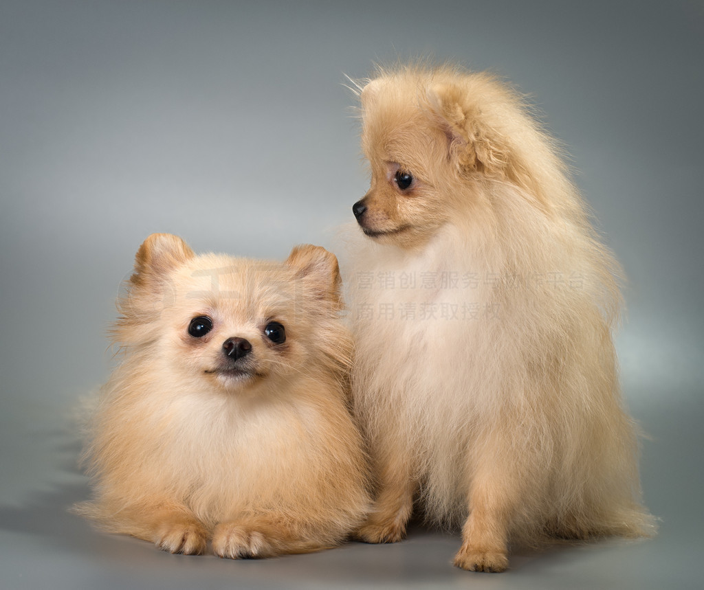 Pomeranian spitz-hundar i studio˹ƤȮڹ