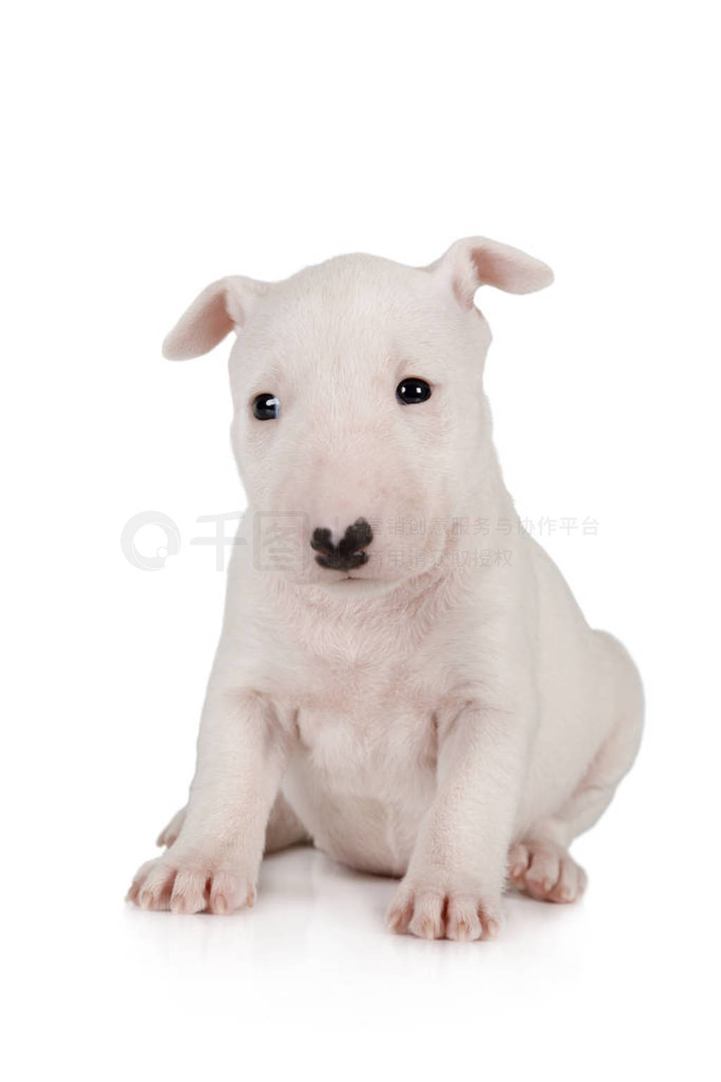Adorable Miniature Bull Terrier puppy one month old