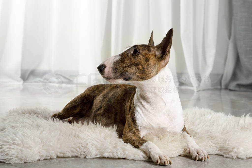 Adult Miniature Bull Terrier dog lying on a fur rug