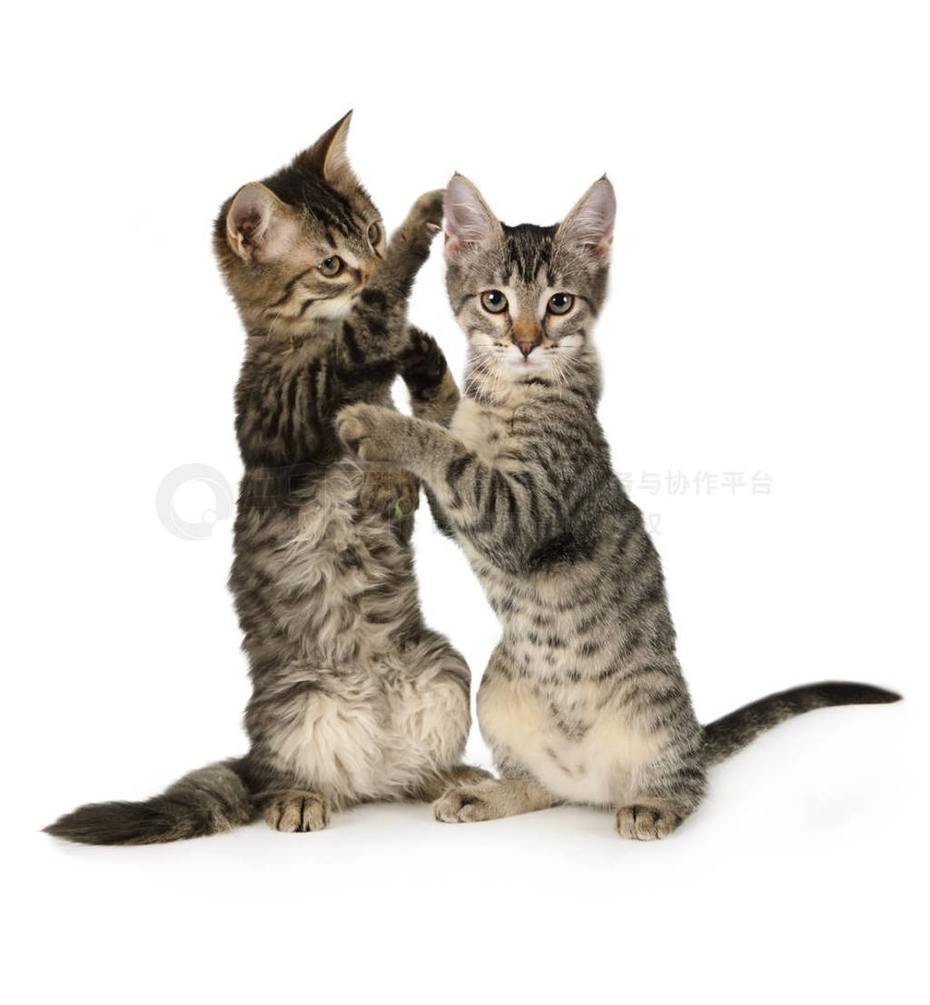 Two small grey kittens playing standing up on their hind legs