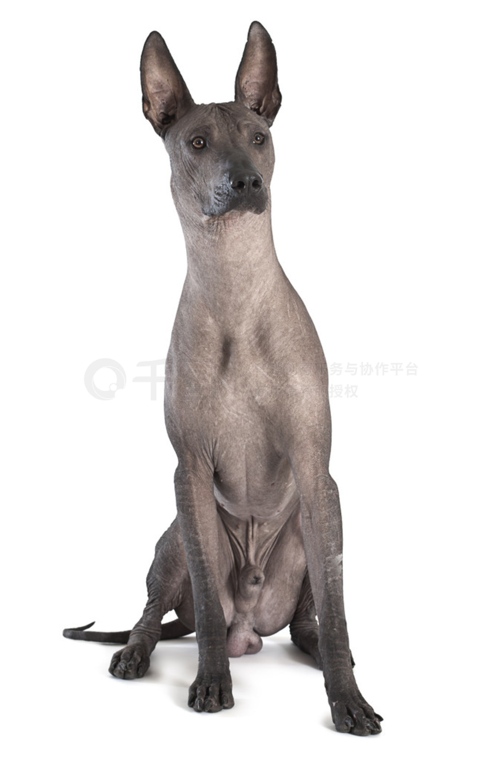 xoloitzcuintle 