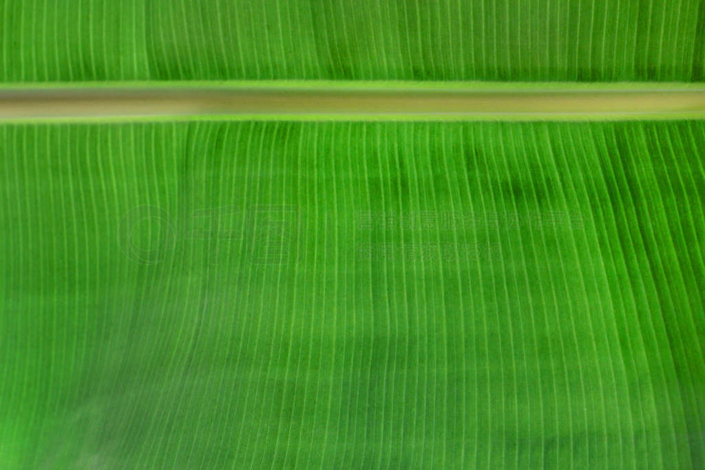 Green leaf palm exotic tropical background. Green leaf palm