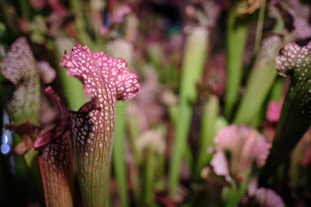 Sarracenia leucophylla, also known as the crimson pitcherplant,