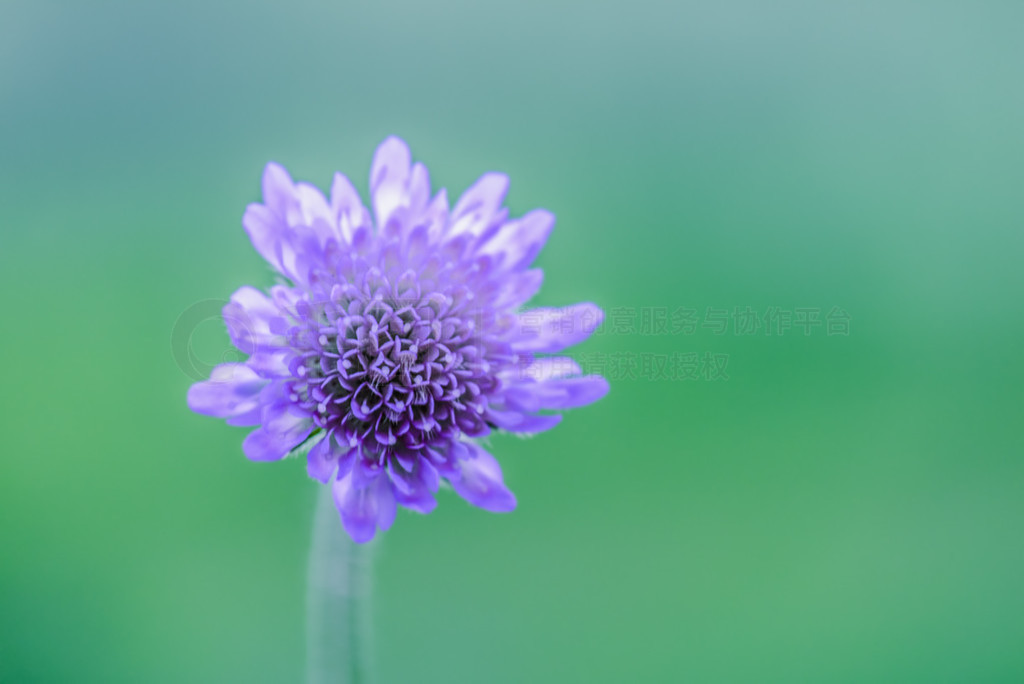 Knautia ׳ֶ Scabious