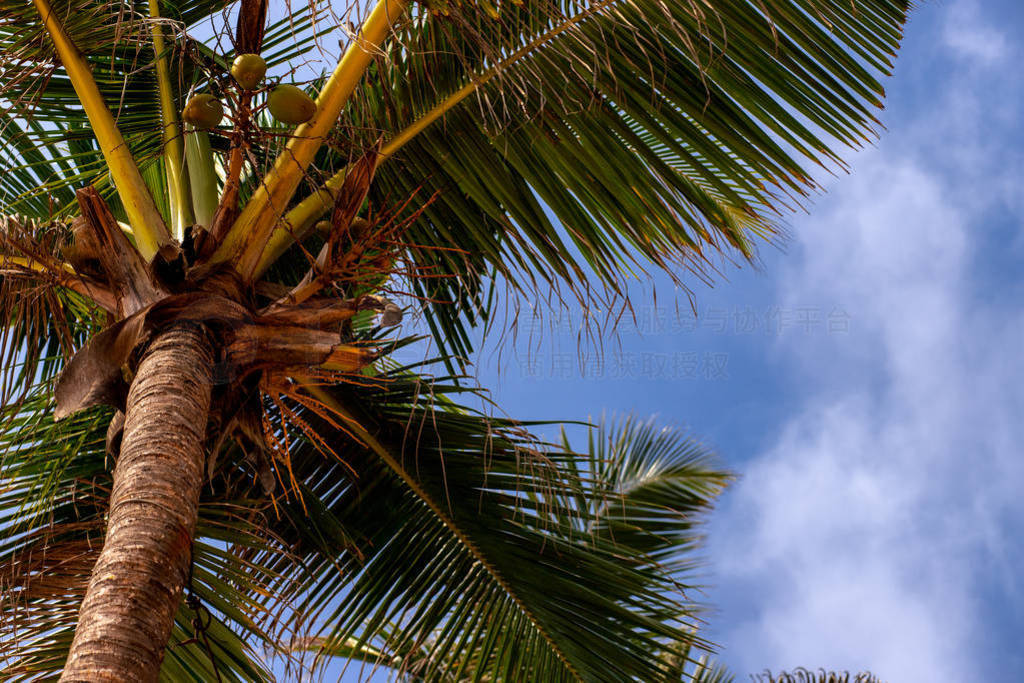 Tropical coconut palms on the beach in Sri Lanka. Sunny sky back