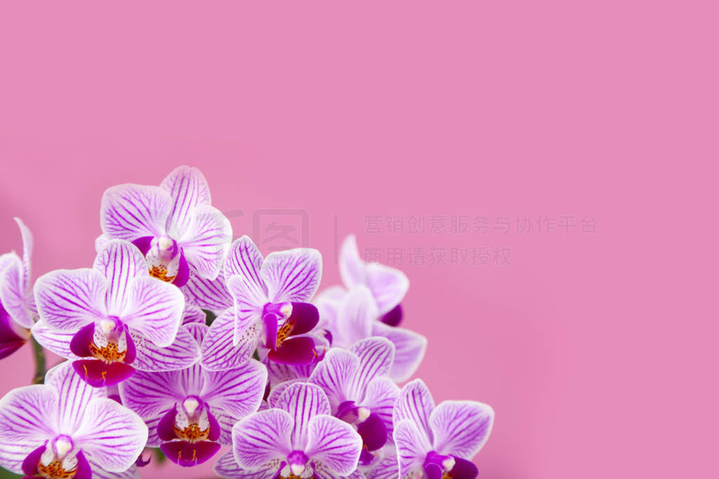 Beautiful pink orchid closeup.