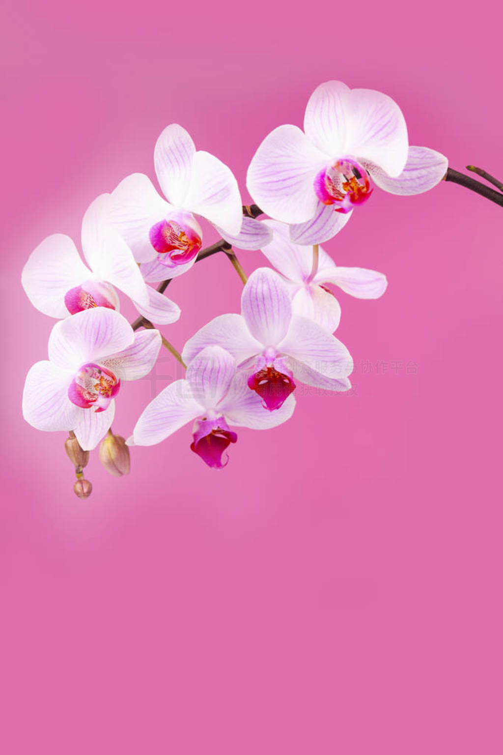 Beautiful pink orchid closeup.