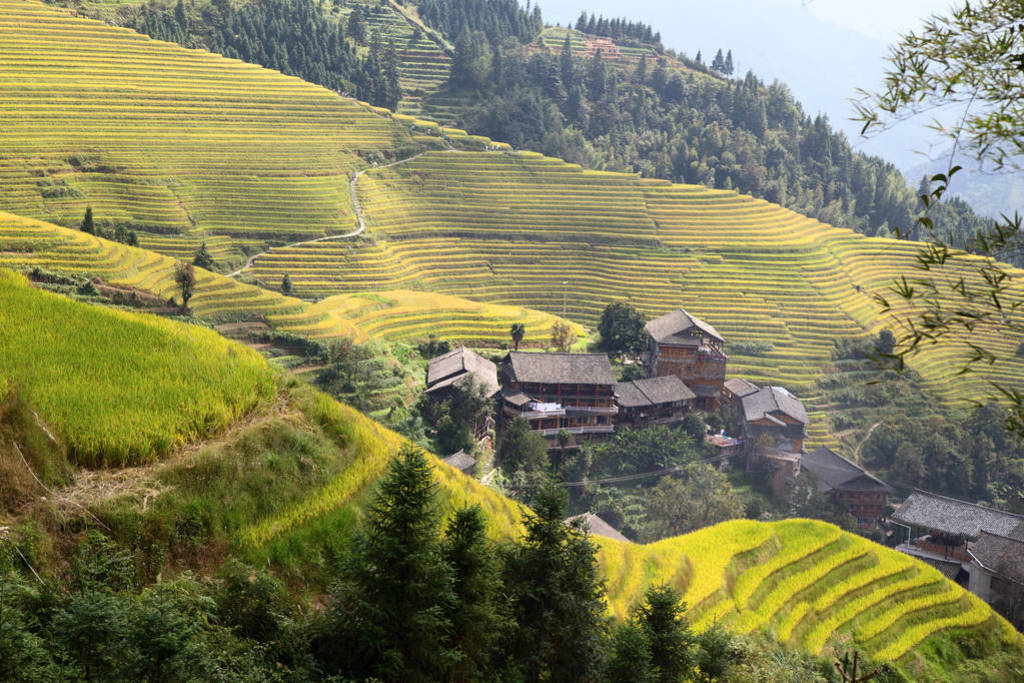 s Backbone) also known as Longji Rice Terraces are located in Lo