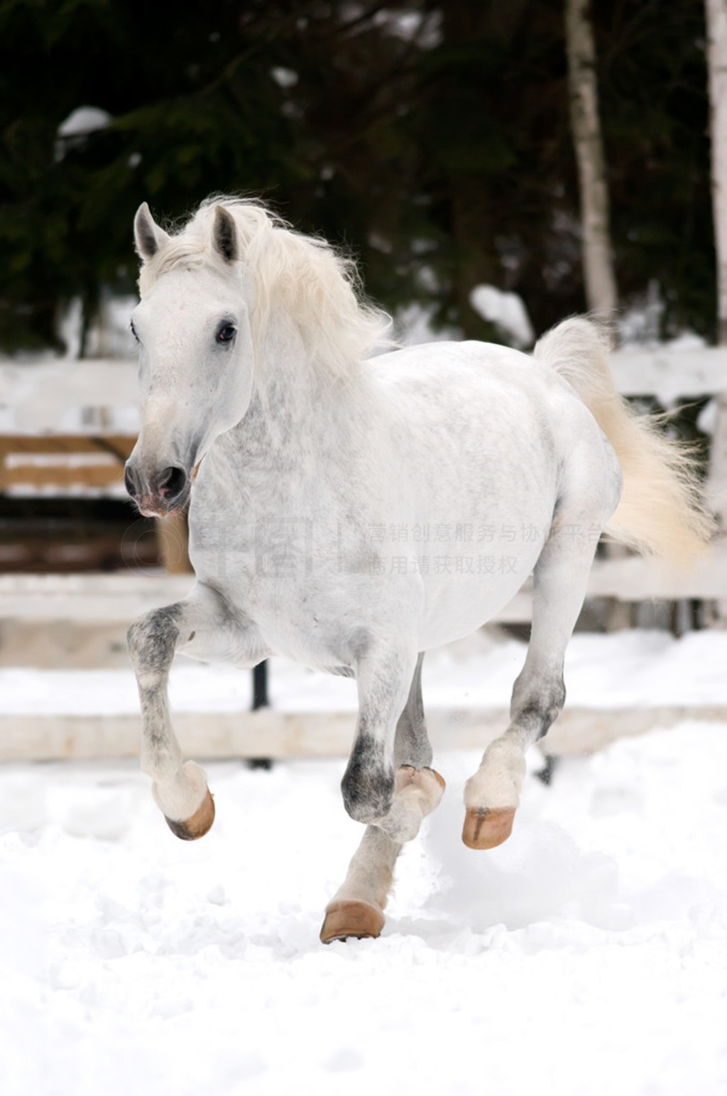  lipizzan ܳ۳ڶ