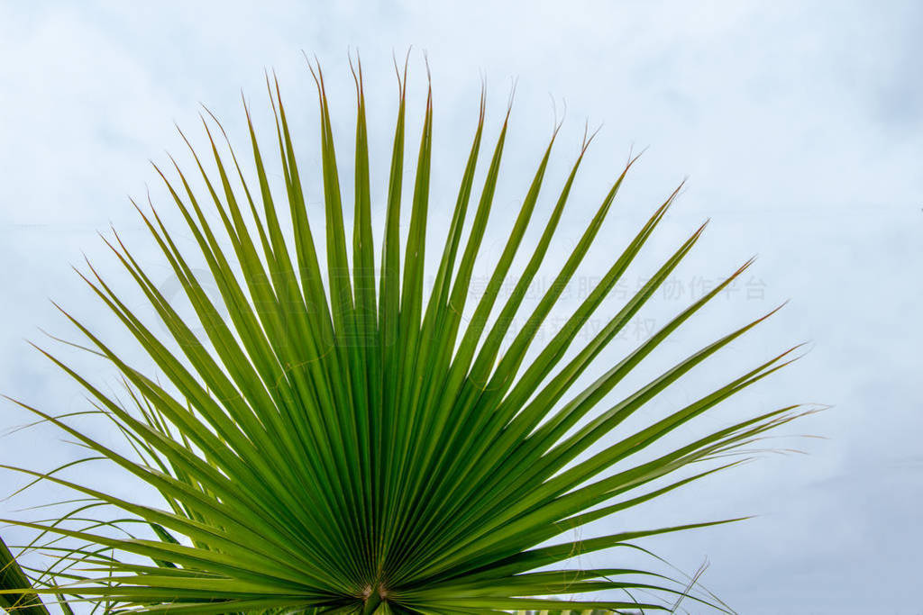 Beautiful palm branch with the sky in the background
