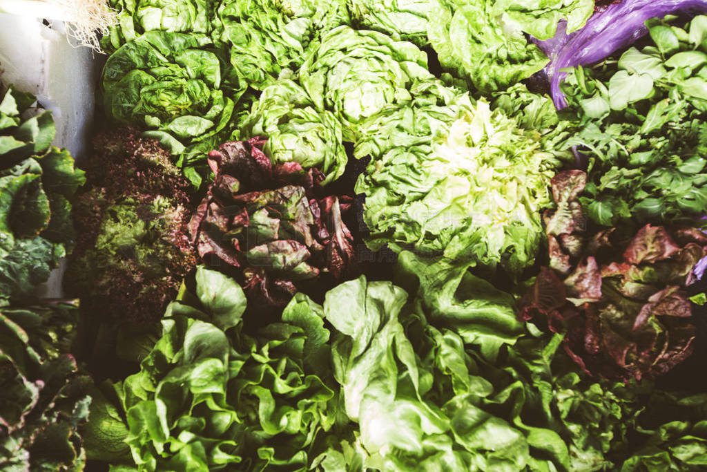 lettuce fresh healthy organic food at local green farmers marke