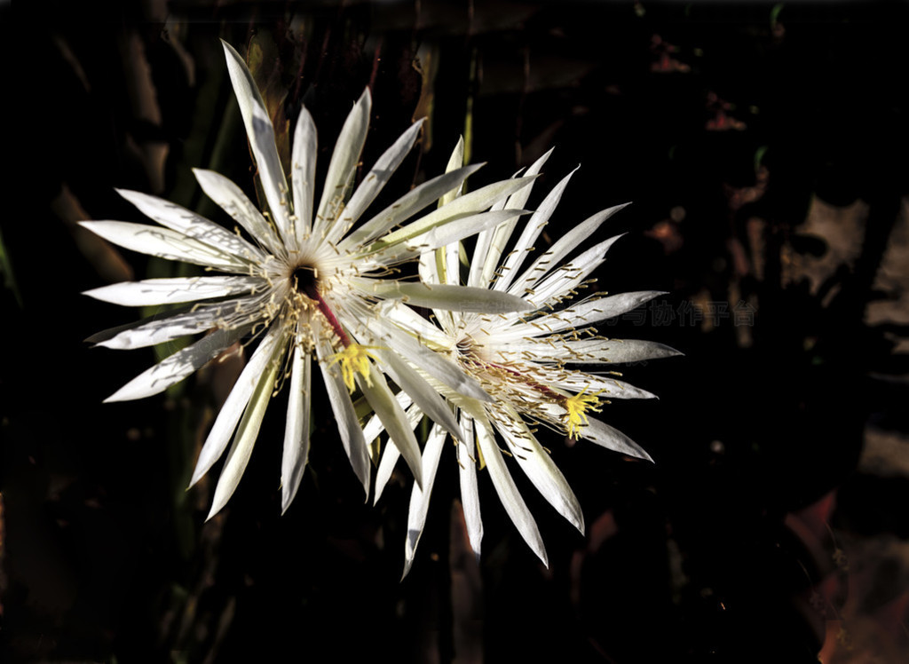 epiphyllum ҹʢ