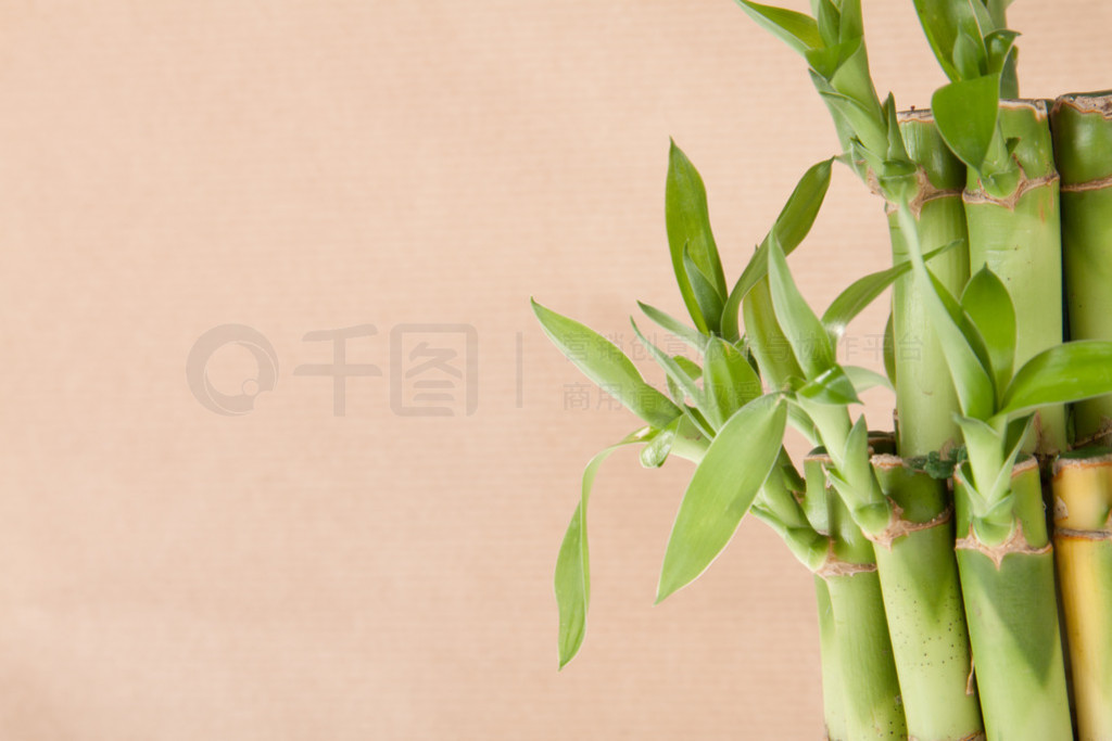 Lucky bamboo v?xt