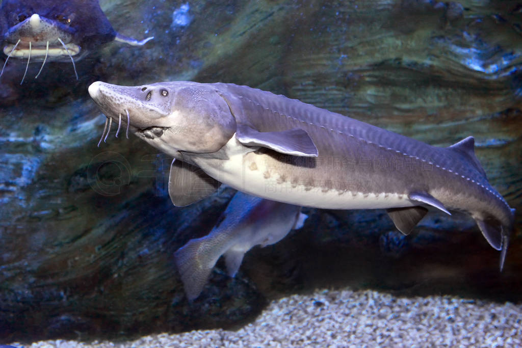 Freshwater fish kaluga ( Huso dauricus ) in the aquarium.