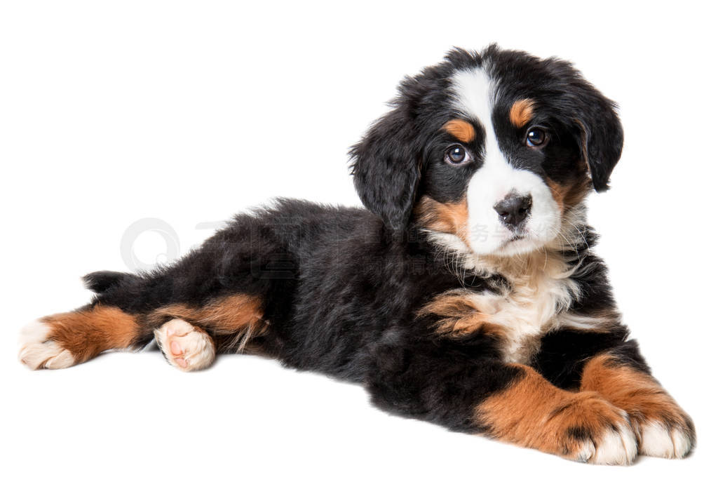 bernese ɽСڰɫ