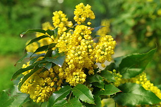 闊葉十大功勞 aquifolium 俄勒岡葡萄