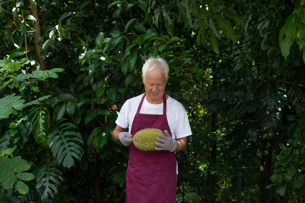Farmer and musang king durian