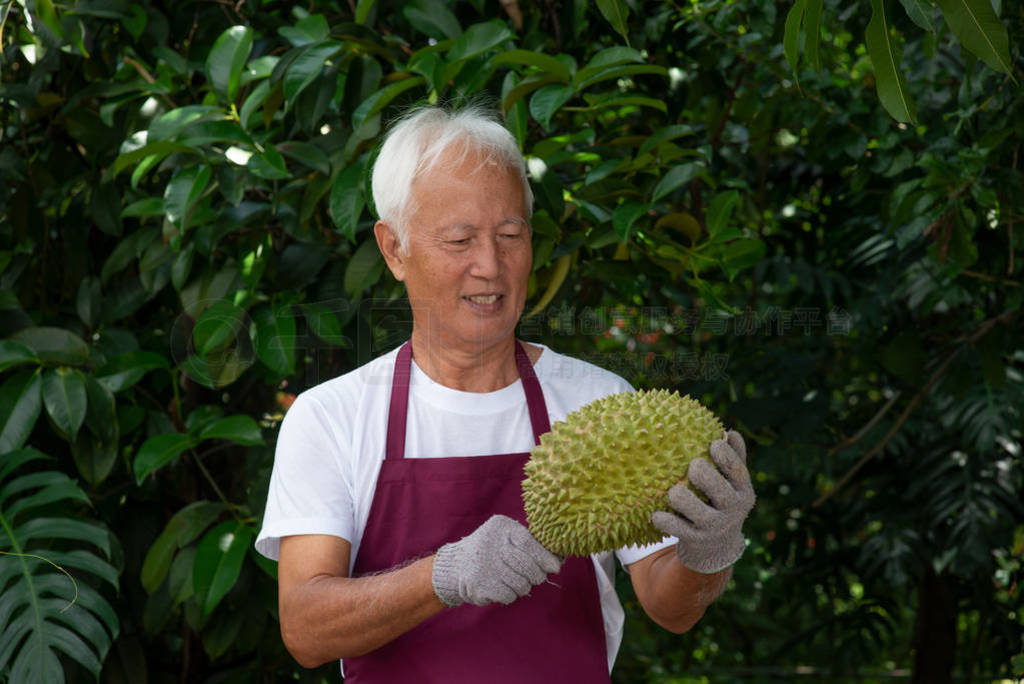 Farmer and musang king durian