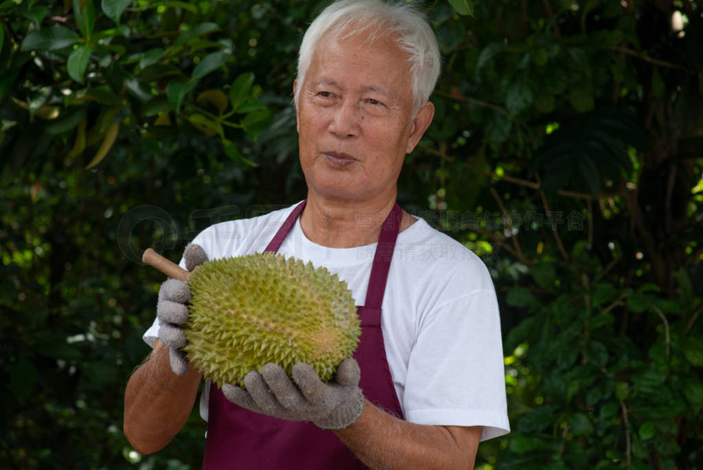 Farmer and musang king durian