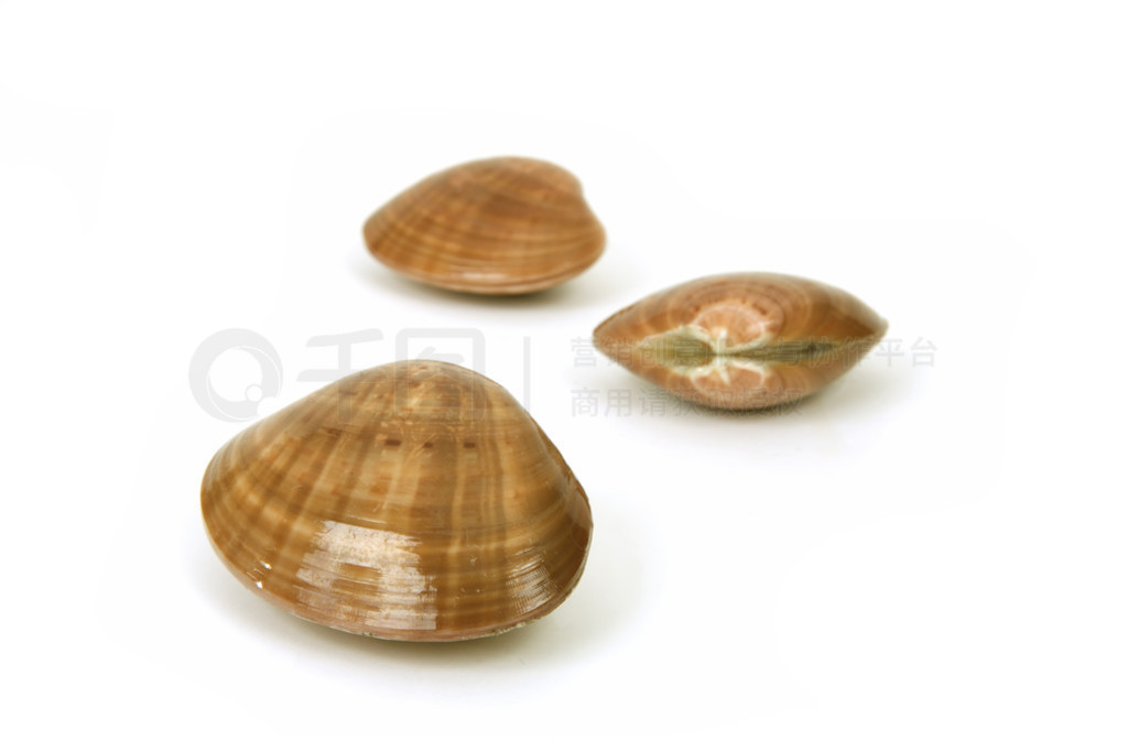 ĸ-vongole