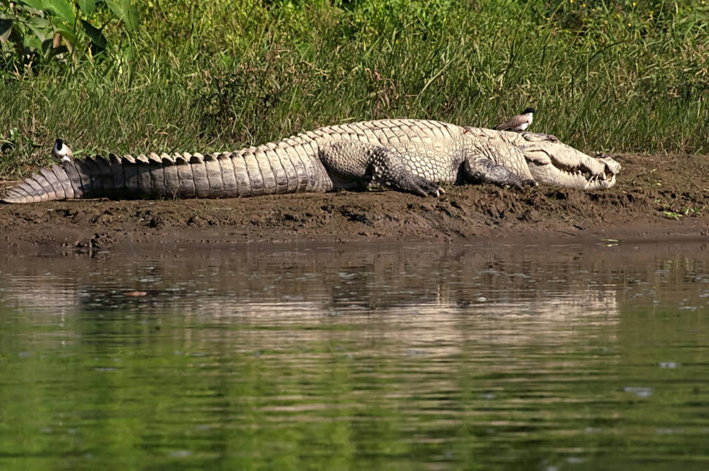 Mugger or Marsh crocodile sun bathing next to the water at Chitw