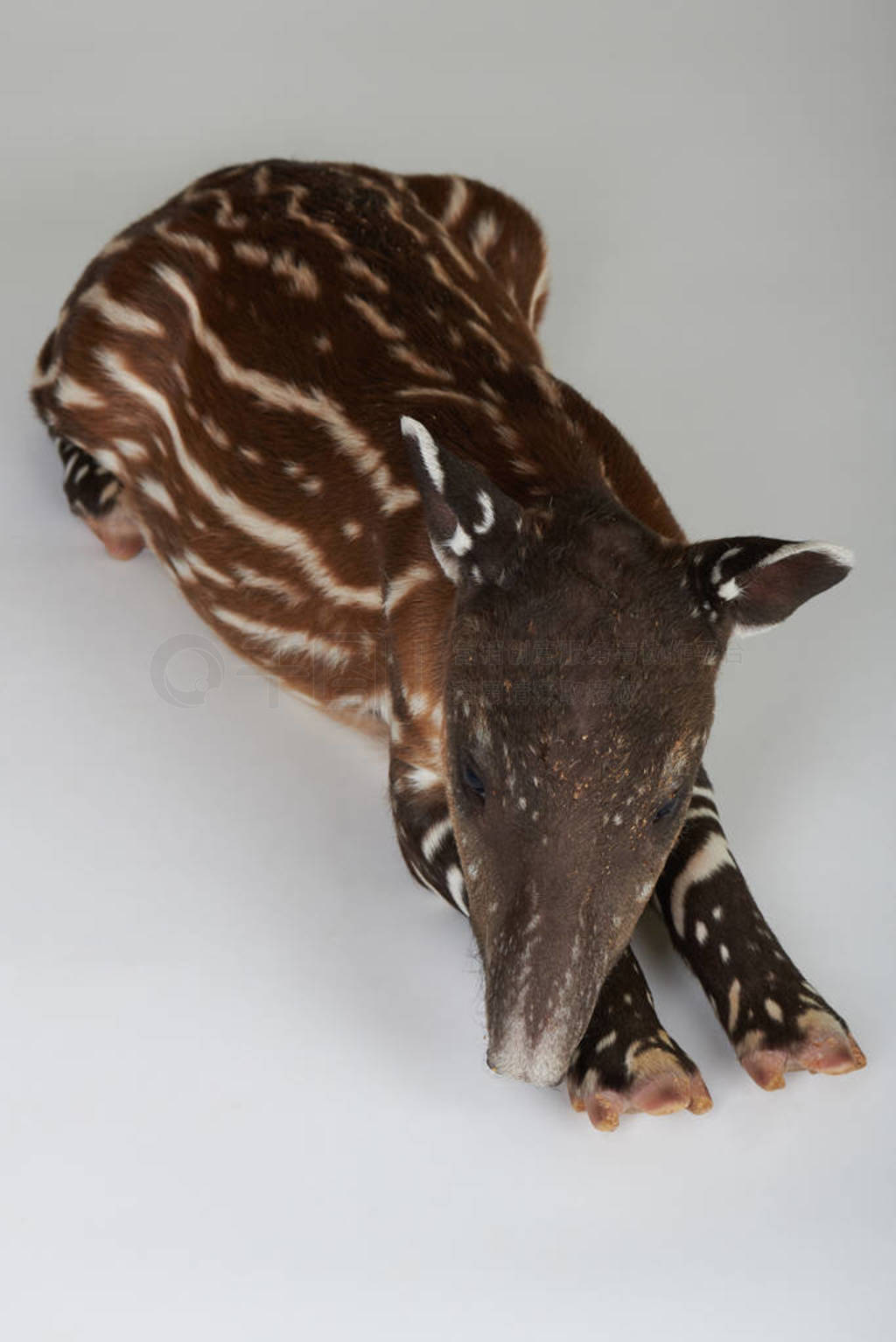 Small baby tapir