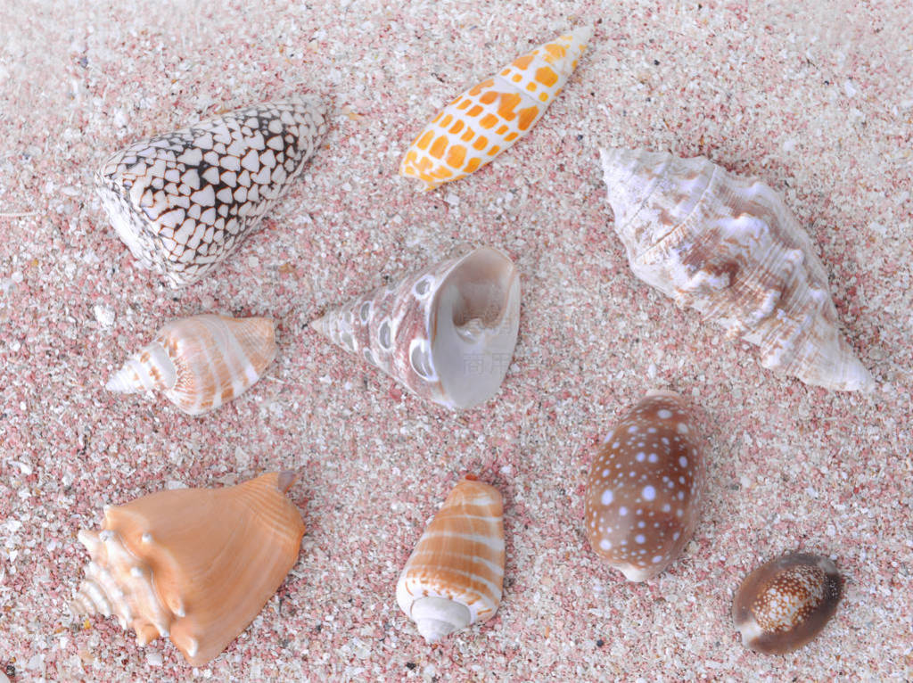 top view on seashells collection in pink sand