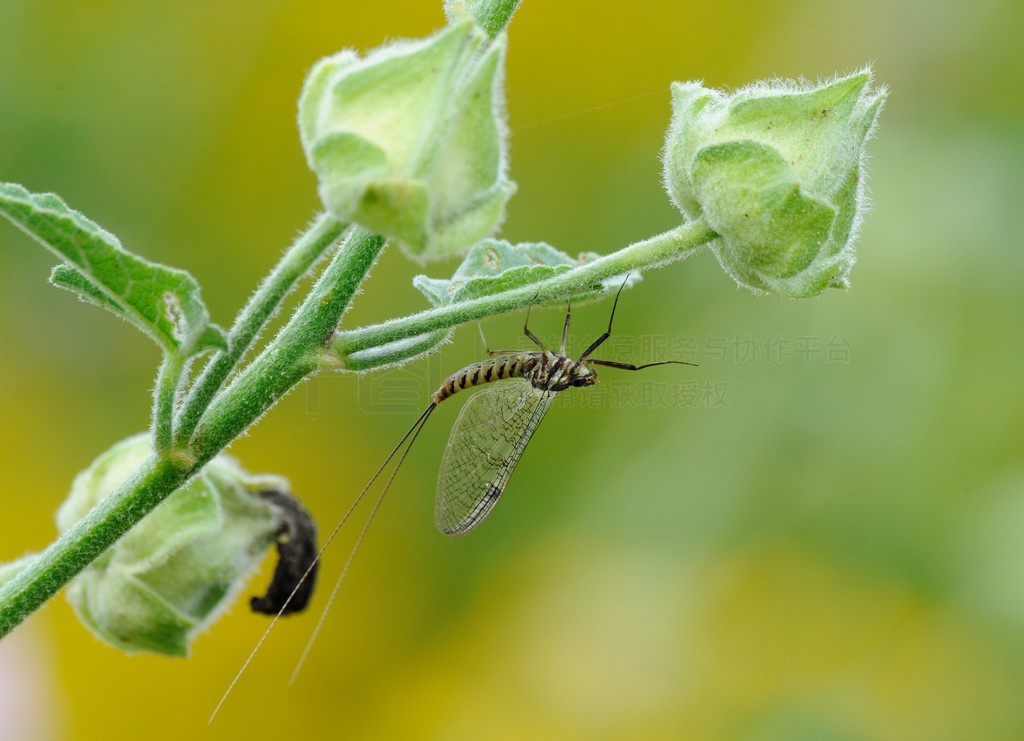 ΢Ӱ shadflies