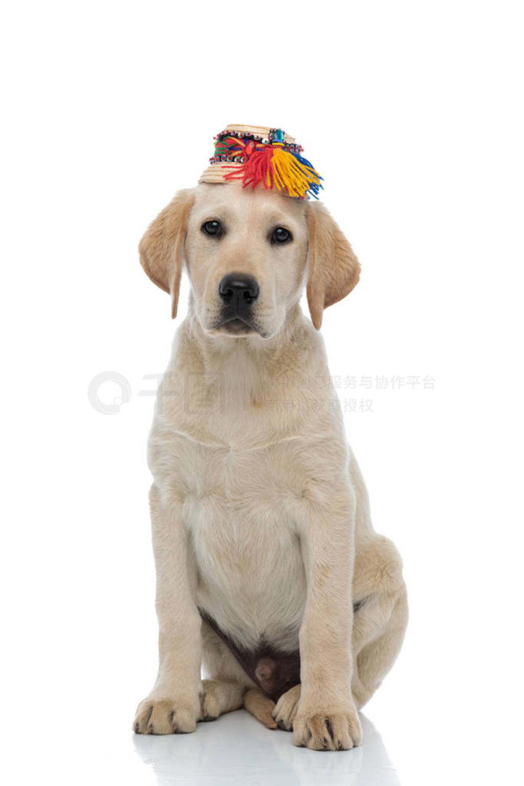 cute labrador retriever wearing traditional straw hat from Oas,