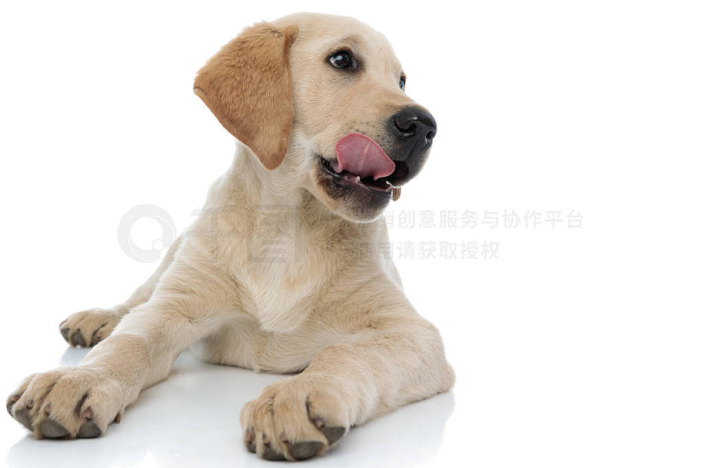 labrador retriever puppy lick its nose and looks to side
