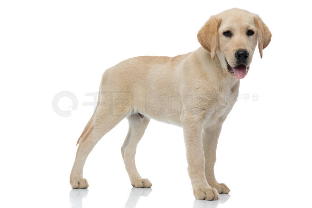 side view of a labrador retriever puppy dog standing
