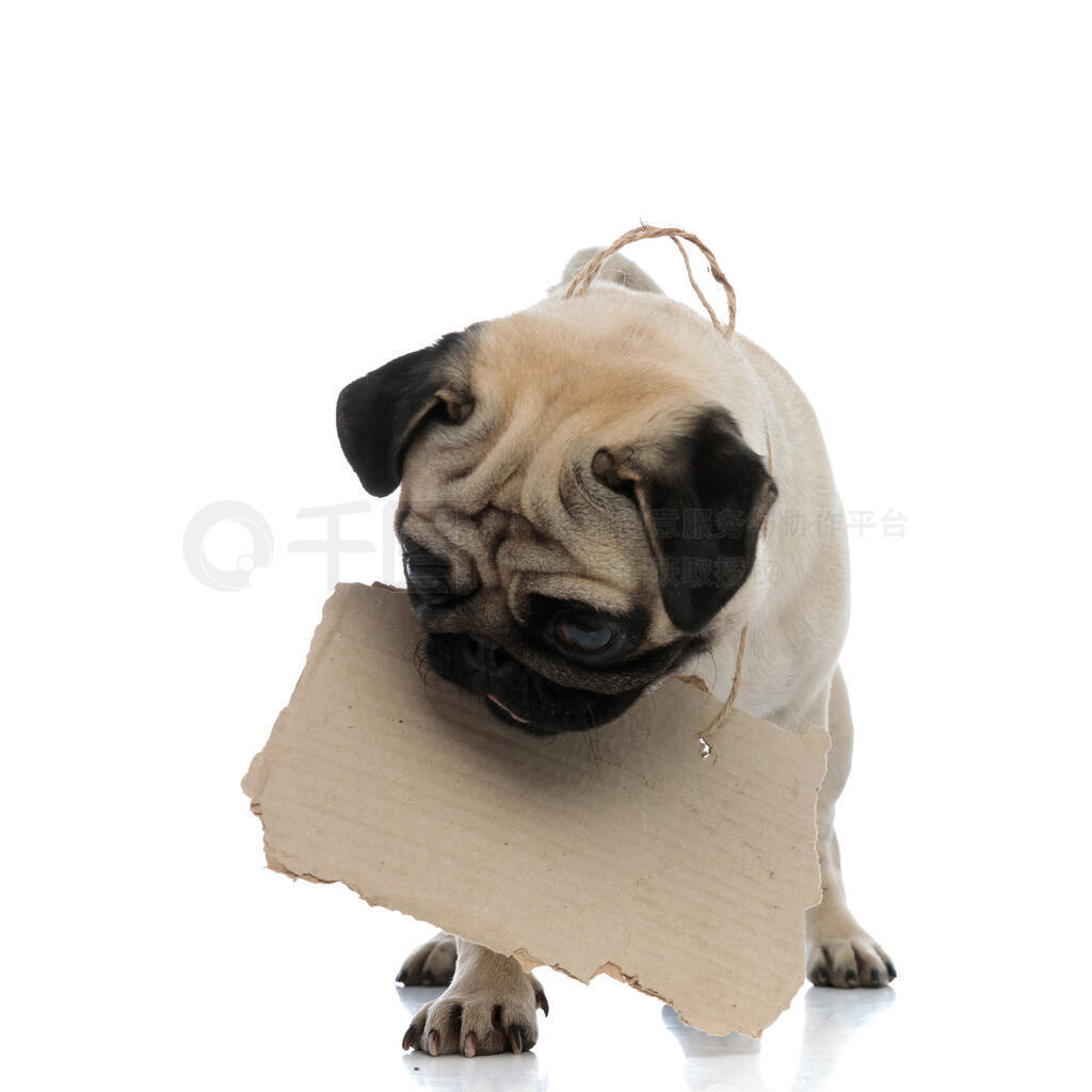 Sad pug holding an adoption sign while stepping forward