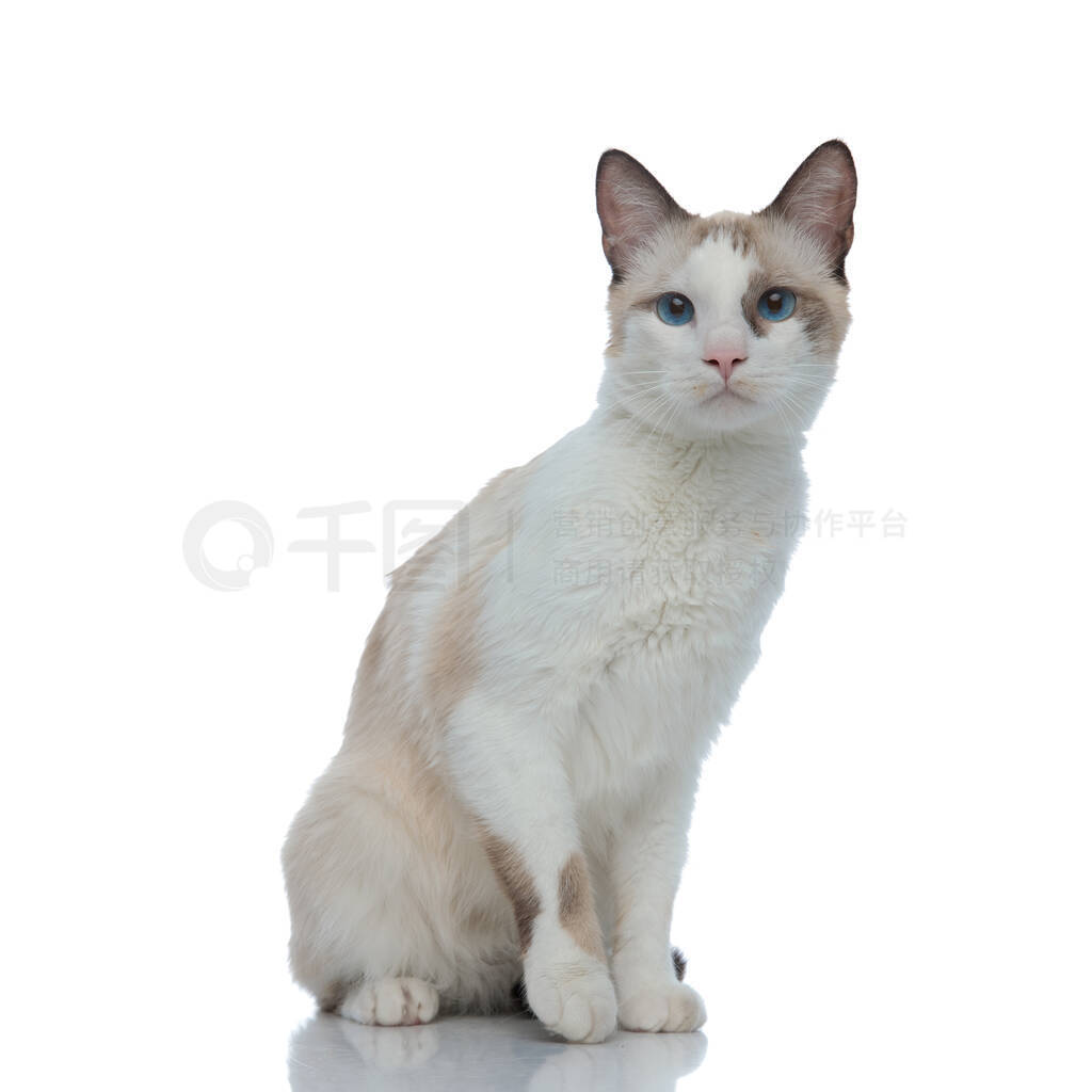 metis cat with white fur sitting with one paw detached