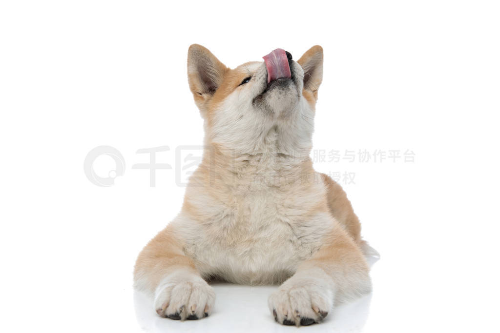 Adorable Akita Inu licking its nose and being clumsy