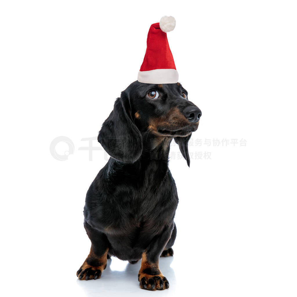 curious little teckel puppy wearing santa claus hat looks up to
