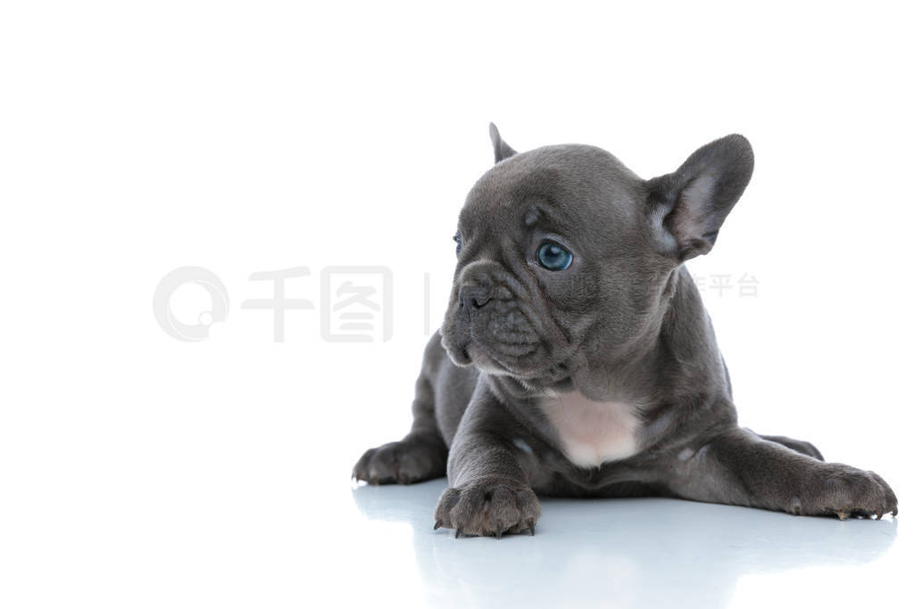 Cute French bulldog cub looking away and resting