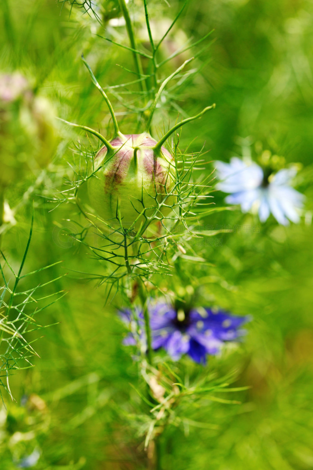 Nigella ӽңNigella ޣ