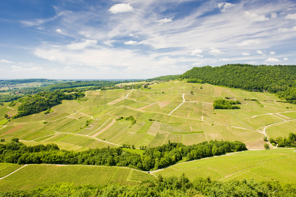 Vineyards near Chateau Chalon, Dpartement Jura, Franche-Comt,