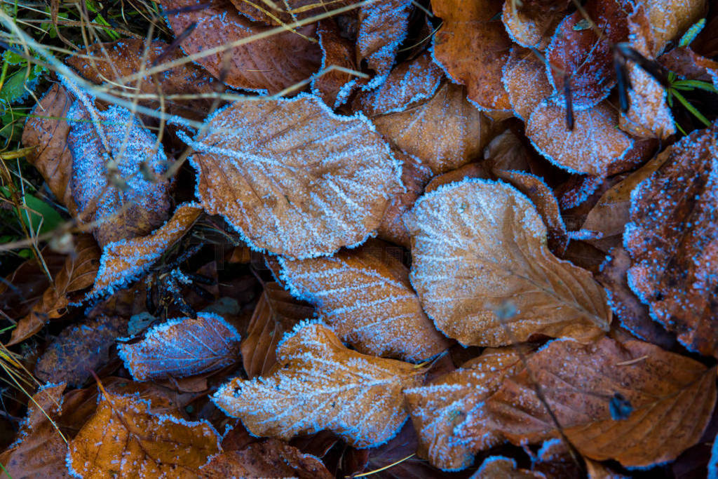old autumn beech leafage in blue hoarfrost