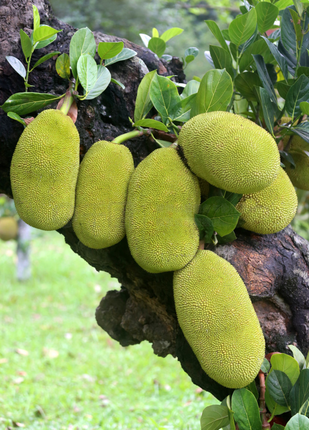 еľͷ jackfruits