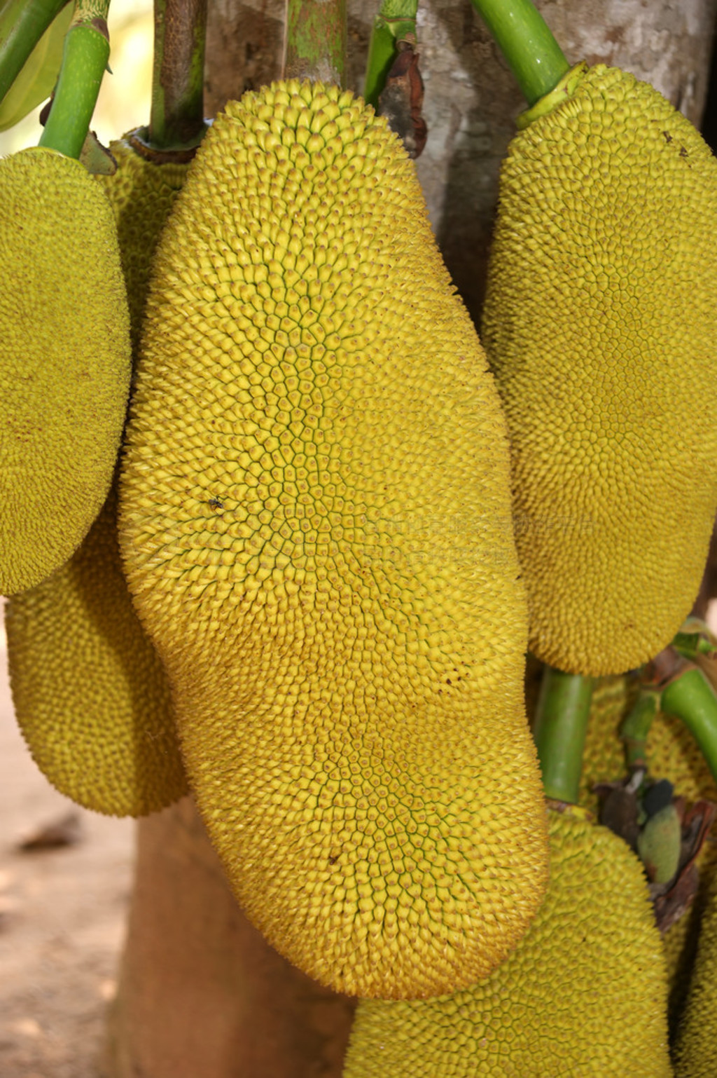  jackfruits