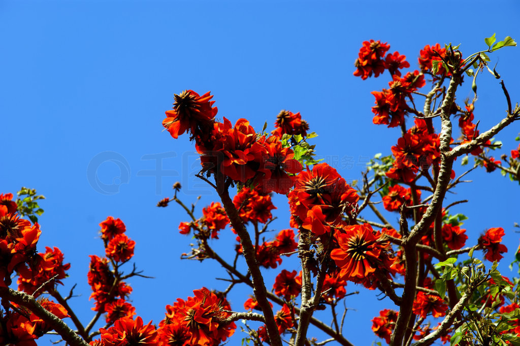 (ʼPoincianaDelonix Regia)