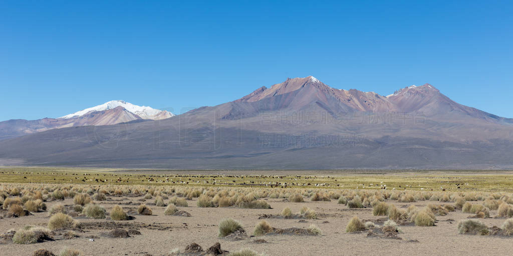 high Andean tundra landscape in the mountains of the Andes.