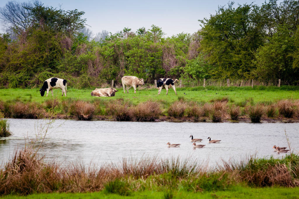 cows on pastoral by river. Cows on a green summer meadow