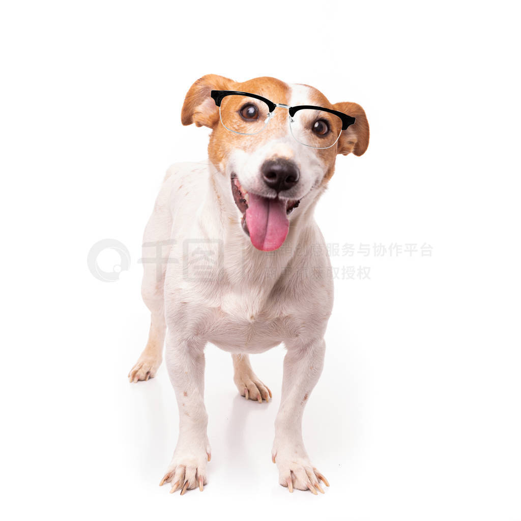 jack russell dog isolated on white background, wearing reading