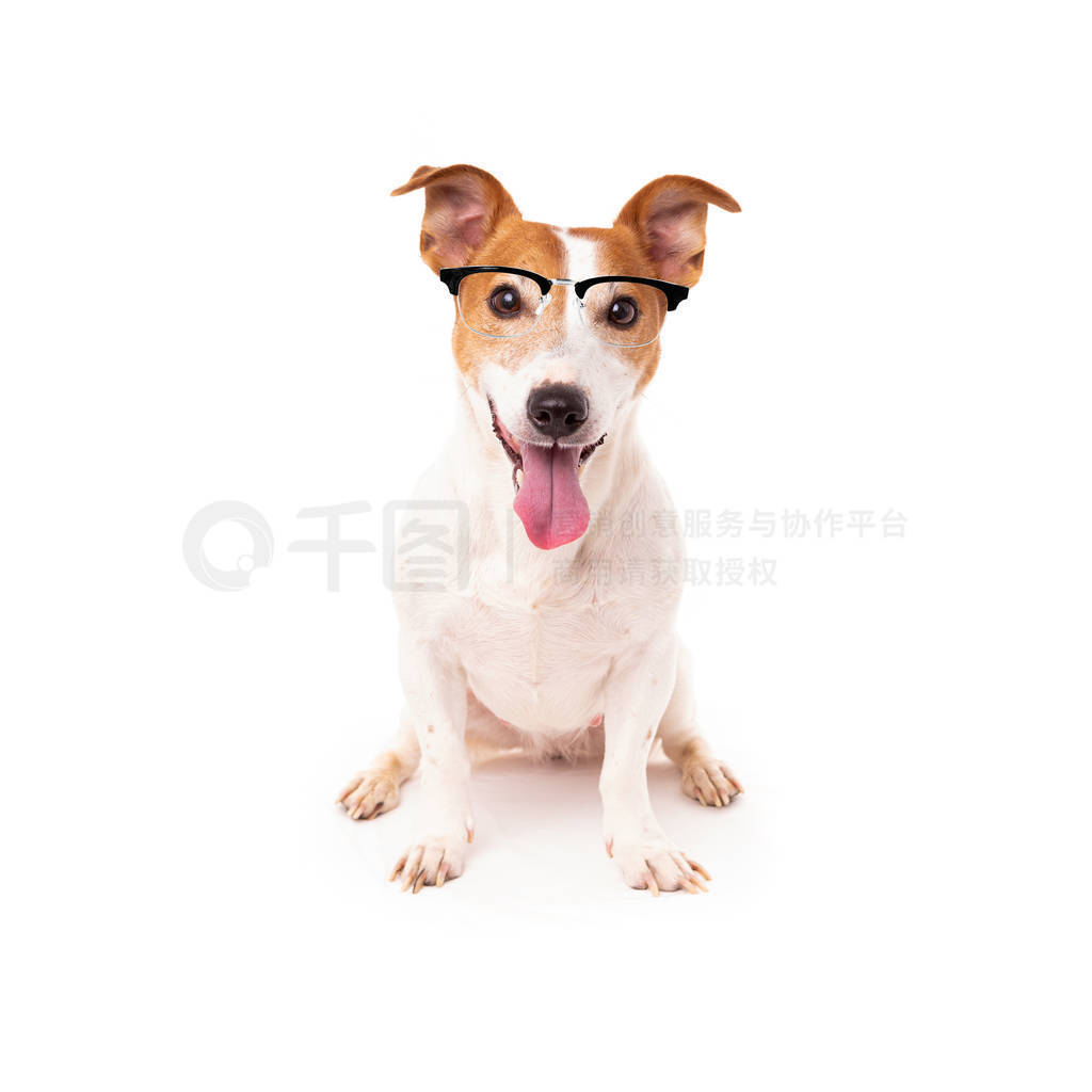 jack russell dog isolated on white background, wearing reading