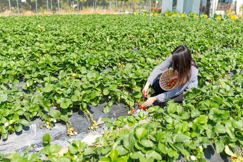 女神节摘草莓主题图片