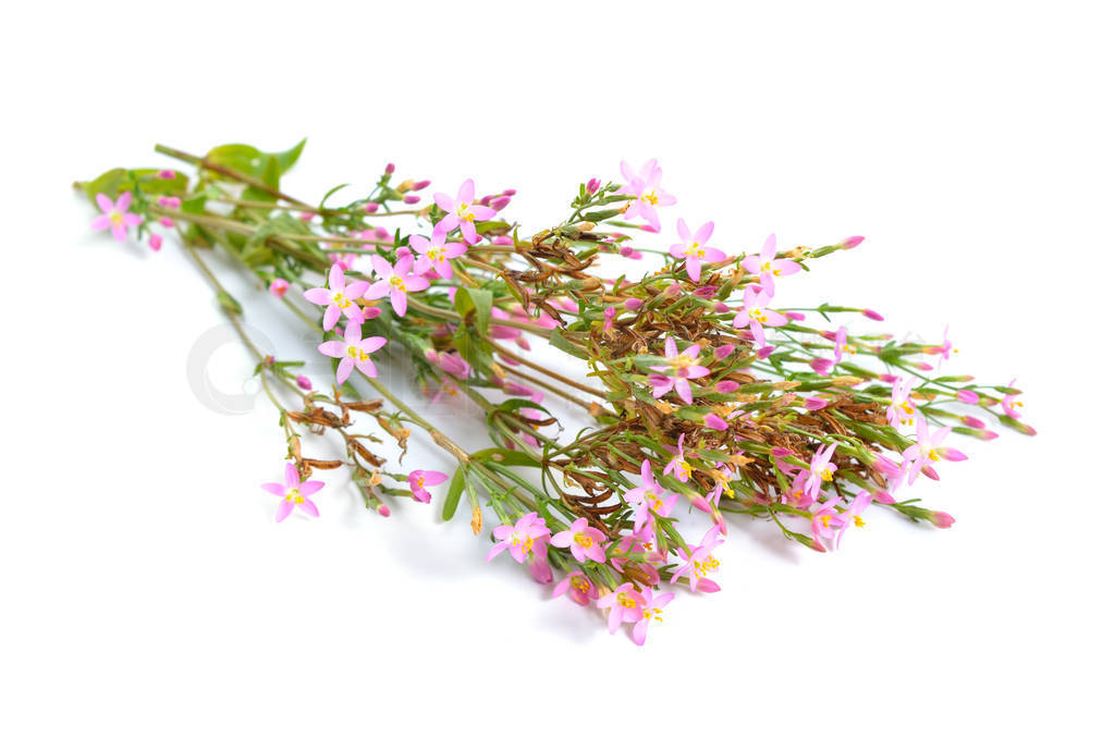 Centaurium  centaury ڰɫ±