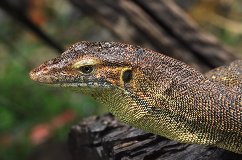 Lace Goanna(Varanus varius)