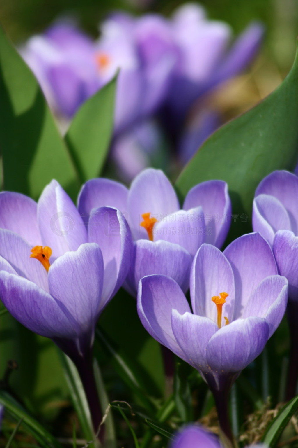 컨컨ĥ( crocusʸ )